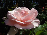 Be inspired and seduced by the breathtaking beauty and perfume of Odeurose; my classic old English fragrant roses, brought together here in my virtual rose shop for you to browse. Here you will find old fragrant roses of many varieties. 